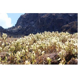 Nandi Kund Trek 12N/13D